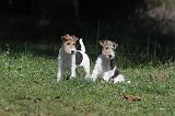 FOX TERRIER 178